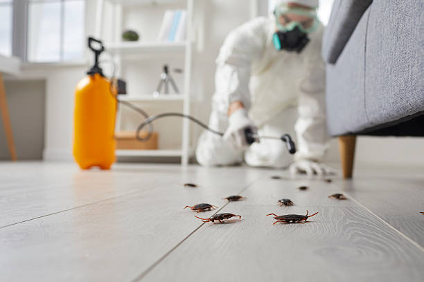 Affordable Termite Control solutions in Bruce, MS